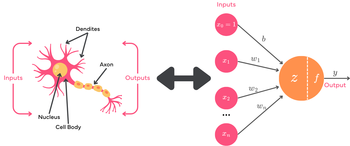 neuron